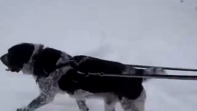 Среднеазиат на лыжной прогулке смотреть онлайн