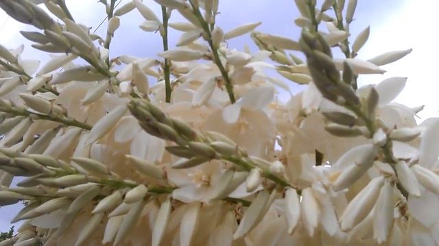 Как цветет пальма - Palm blooms смотреть онлайн