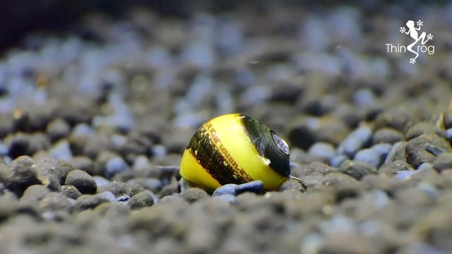 Shrimp Tank Update (Adding Snails) смотреть онлайн