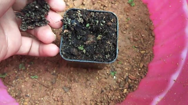 บอนกระดาษดำด่าง/Alocasia Black Stem Variegated./บอนกระดาษด่าง/บอนด่าง/ไม้ด่างไม้ยอดนิยม смотреть онлайн