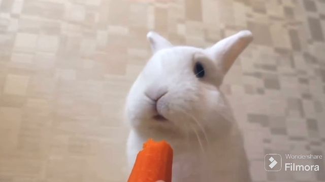 ℝ???? ????? #?, ????? ?