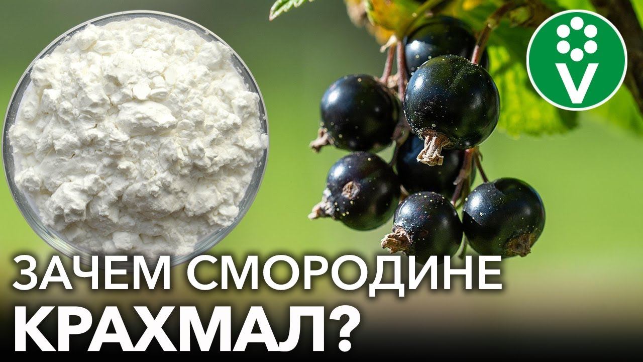 ПОДКОРМКА СМОРОДИНЫ КРАХМАЛОМ будет работать только, если сделать так! смотреть онлайн
