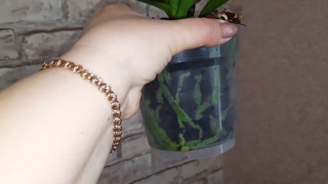 Пополнила коллекцию мини орхидей ! смотреть онлайн