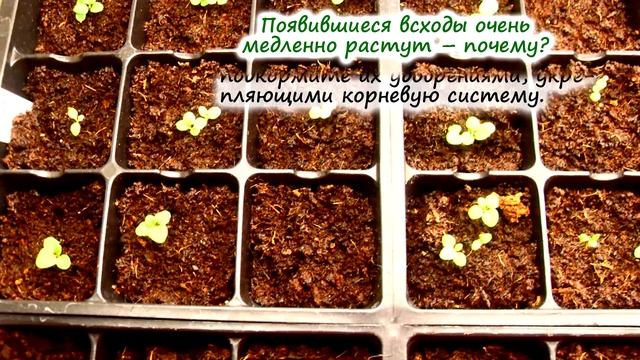 РАССАДА ПЕТУНИИ – почему не всходит? как замедлить рост? зачем прищипывать? | Флористикс Инфо смотреть онлайн