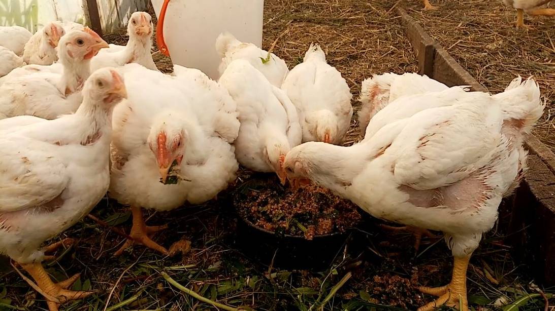 Эти ошибки совершают все. Почему гибнут цыплята и куры. смотреть онлайн