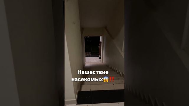 ? Нашествие насекомых! Что происходит, кто в курсе? Ну хоть не пауки… смотреть онлайн