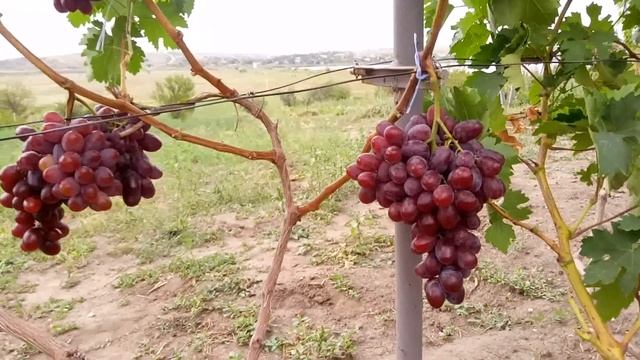 ВИНОГРАД ФАВОР смотреть онлайн