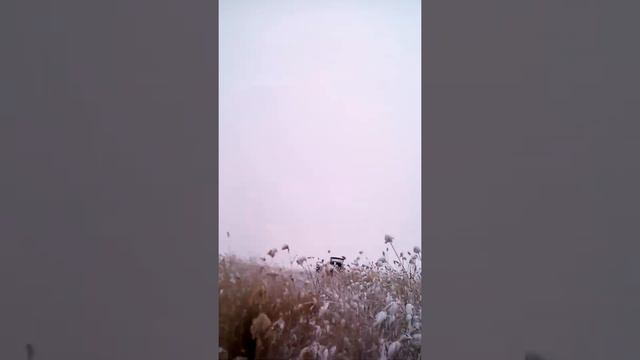 Охота на волка в Калмыкия смотреть онлайн
