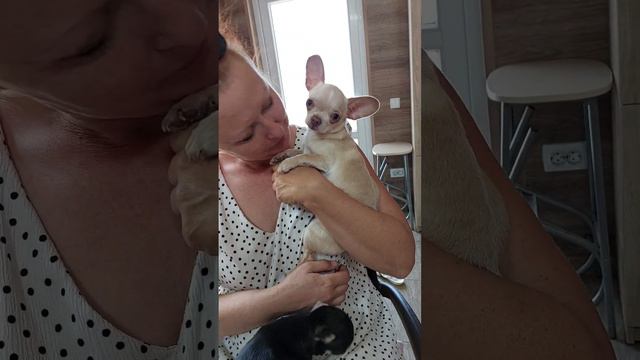 ПРОДАЖА #мини #чихуахуа Коллет Ролексовна шикарная +79787458062 viber WhatsApp telegram #Chihuahua смотреть онлайн