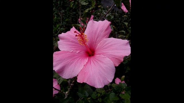 Early Music of HH Karmapa - Ogyen Trinley Dorje (5) смотреть онлайн