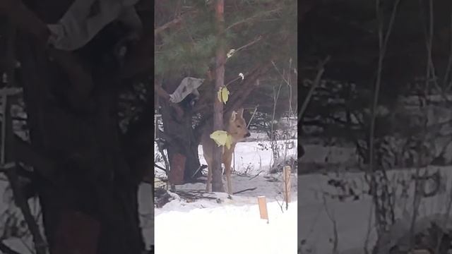 Подкармливаем косулю, часть 2 #косуля #лес #зима #природаудома смотреть онлайн