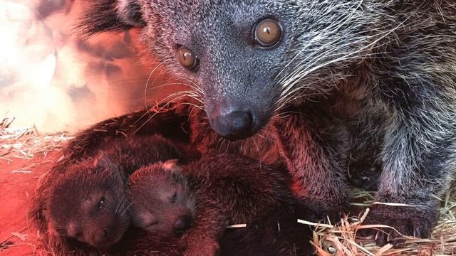 Бинтуронг|Кошачий Медведь|Binturong|Cat Bear