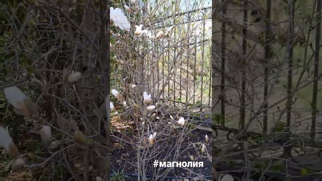 В НАШИХ САДАХ ЦВЕТУТ МАГНОЛИИ #магнолия #любовь #цветы #цветыворонеж смотреть онлайн