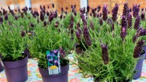 ЛАВАНДА - как её ВЫРАСТИТЬ ДОМА из семян ??!!!!!!!