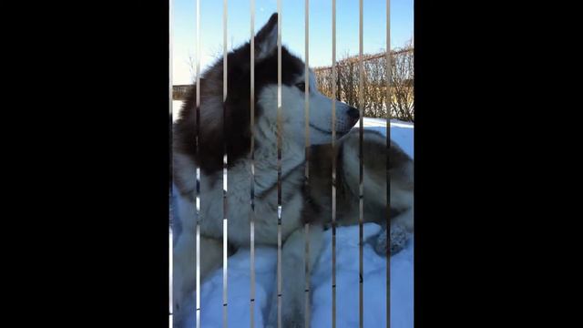Мои любимые Хаски смотреть онлайн