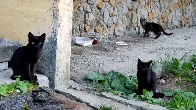 Котята у подъезда смотреть онлайн