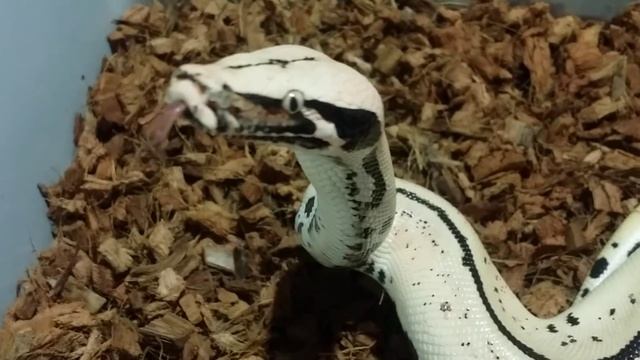 Extremely Aggressive Blood Python Morph, The 007. смотреть онлайн