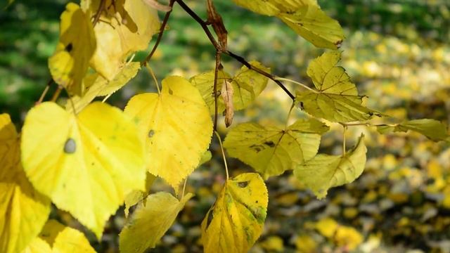 Осенний фон. Жёлтые листья. смотреть онлайн