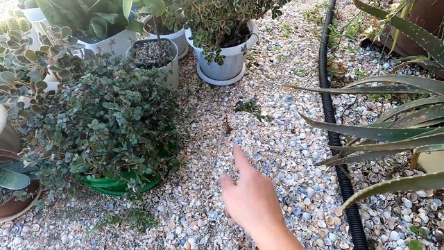 Вспахали огород/посеяла горчицу/Глобальная пересадка всех комнатных цветов/ Из Деревни В Станицу смотреть онлайн