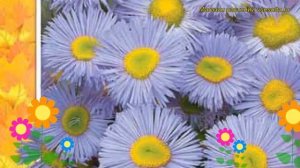 Мелколепестник Голубой. Краткий обзор, описание характеристик erigeron speciosus Goluboy