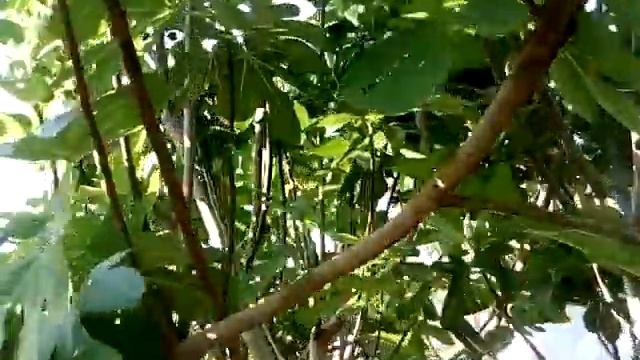 Figs even grow on logs!Так много инжира никогда не было ! Растёт даже на брёвнах! Сад#О-город. смотреть онлайн