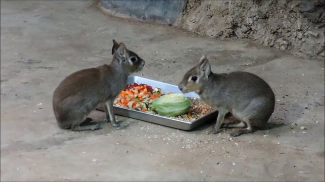 Патагонские мары в Московском зоопарке 莫斯科動物園 Moscow Zoo смотреть онлайн