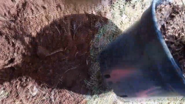 ПОСАДКА РОДОДЕНДРОНОВ/КАК ПОСАДИТЬ РОДОДЕНДРОНЫ смотреть онлайн