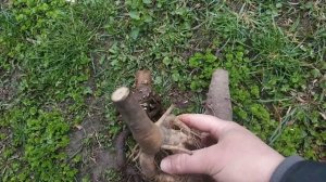 Все о Павловнии. Размножение Павловнии корнями.