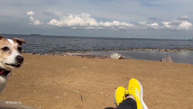 Как покрасить собаке лапы всего за 1 минуту. Лето, солнце, море и любимый старенький пёсик смотреть онлайн