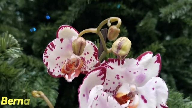 Sunset Love, Bernadetta и другие орхидеи с названиями в свежем завозе орхидей магазина Бауцентр Омс смотреть онлайн