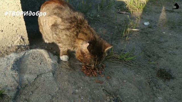 СПАСАЮ РАНЕНОГО КОТЁНКА ОТ ГОЛОДНОЙ СМЕРТИ #помощь животным смотреть онлайн