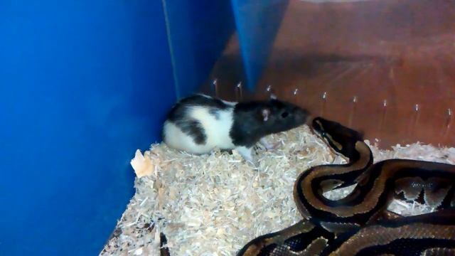 Slow motion strike by a bal python смотреть онлайн