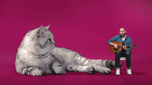 песни котов и про котов смотреть онлайн