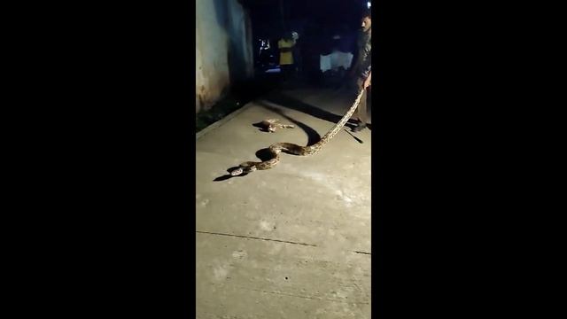 Giant Python Snake Rescued in Dandeli | Swallowed Goat | Dandeli Tourism смотреть онлайн