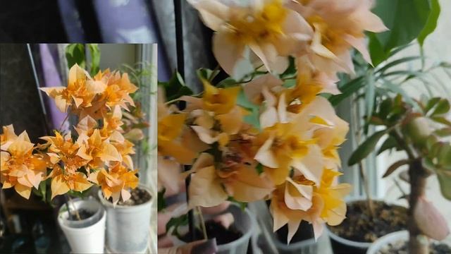 Цветение бугенвиллии ИЮЛЬ 2022 КРАСОТА НЕОПИСУЕМАЯ!!! #бугенвиллия #bougainvillea смотреть онлайн