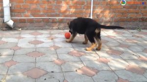 ПОБЕДА щенка немецкой овчарки. 2 мес