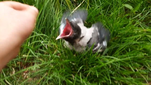 Вороненок смотреть онлайн