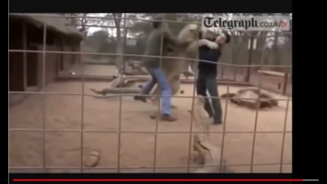 ТАЙГАН львы НАПАЛИ на сотрудника TAIGAN Lions ATTACKED An Employee