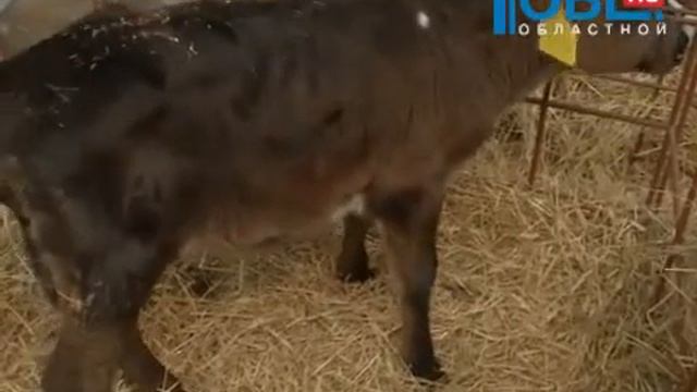 В Челябинской области родилось 380 американских телят смотреть онлайн