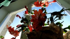 Декабрист - это Счастье! Красивый Декабрист цветок! Декабрист цветёт! Как ухаживать за декабристом?