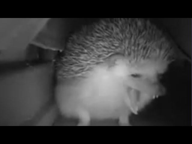 ежик чихнул смотреть онлайн