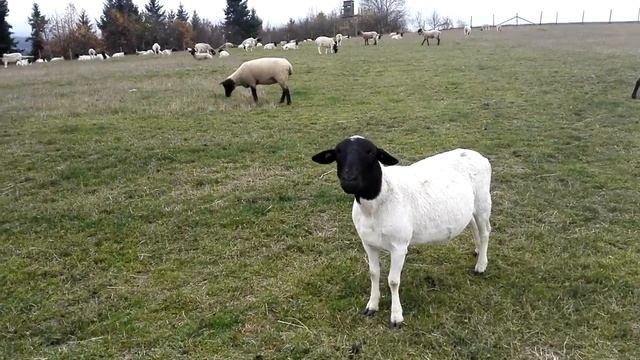 Дорпер и суффолк смотреть онлайн