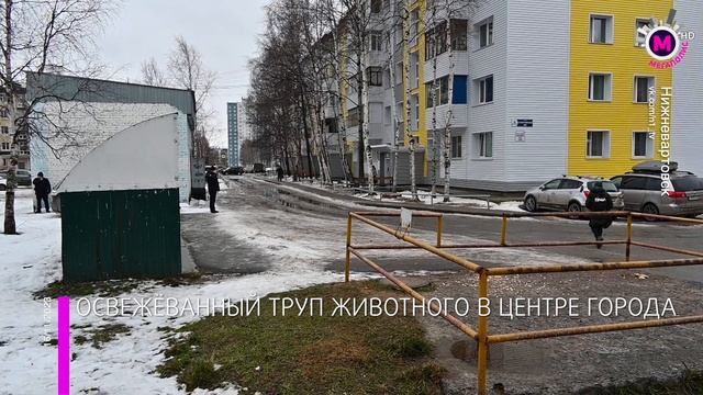 Мегаполис – Освежёванный труп животного в центре города – Нижневартовск смотреть онлайн
