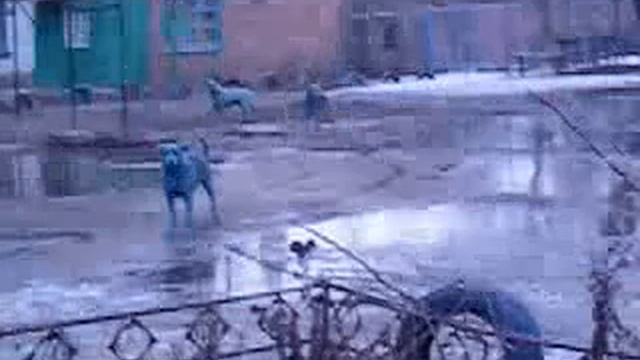 синие собаки смотреть онлайн