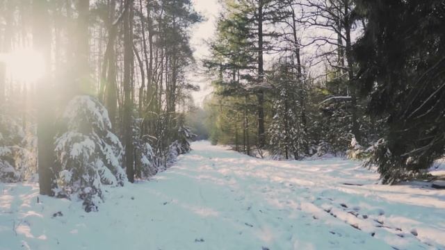 Волчица завыла и стала спешно разгребать лапами снег и, внезапно, там показалась рука человека... смотреть онлайн