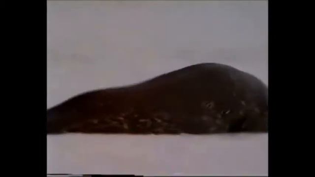 ТУРИСТЫ в АНТАРКТИДЕ! смотреть онлайн