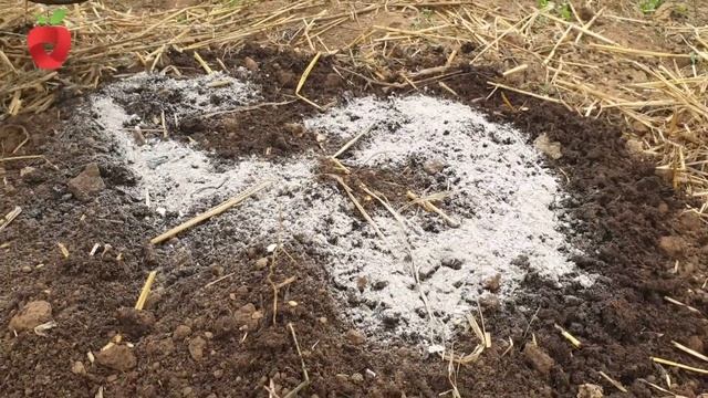 Zašto je dobro posijati mrkvu u jesen i kako održavati nasad u toku zime смотреть онлайн