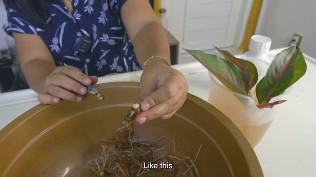 Beli Aglaonema Online 10 Hari Baru Sampai?? WAJIB TONTON ini‼️ смотреть онлайн
