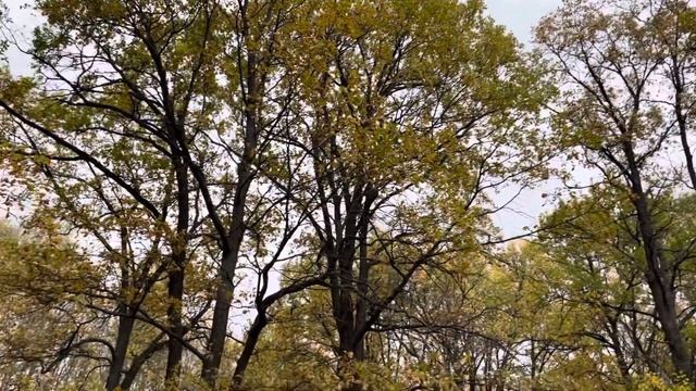Прогулка по осеннему лесу, активный отдых. A walk through the autumn forest, active recreation. смотреть онлайн