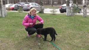 ОБУЧЕНИЕ ЩЕНКА. ДРЕССИРОВКА С НУЛЯ. Урок 1. Учим ходить за рукой с лакомством, приучение к кличке.